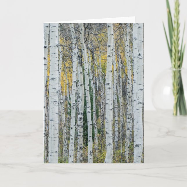 Tarjeta Aspen Tree Trunks | Aspen, Colorado (Anverso)