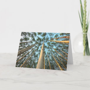 Tarjeta Aspen Trunks And Leaves, Yukón