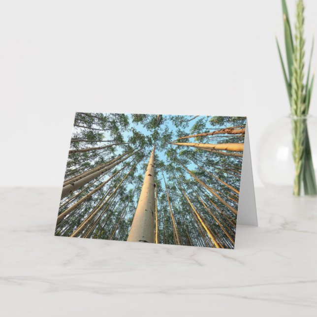 Tarjeta Aspen Trunks And Leaves, Yukón (Anverso)
