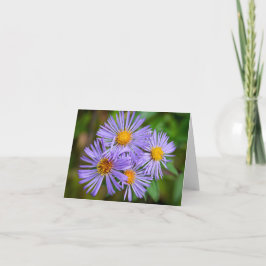 Tarjeta Aster de Nueva Inglaterra