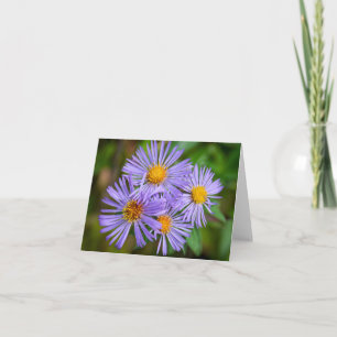 Tarjeta Aster de Nueva Inglaterra