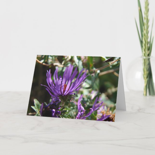 Tarjeta Aster púrpura (Anverso)