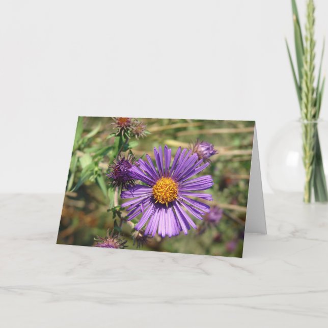 Tarjeta Aster púrpura (Anverso)