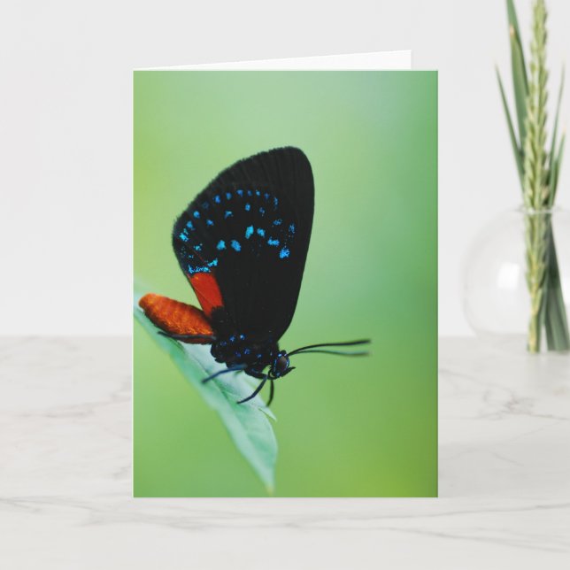 Tarjeta Atala (Anverso)