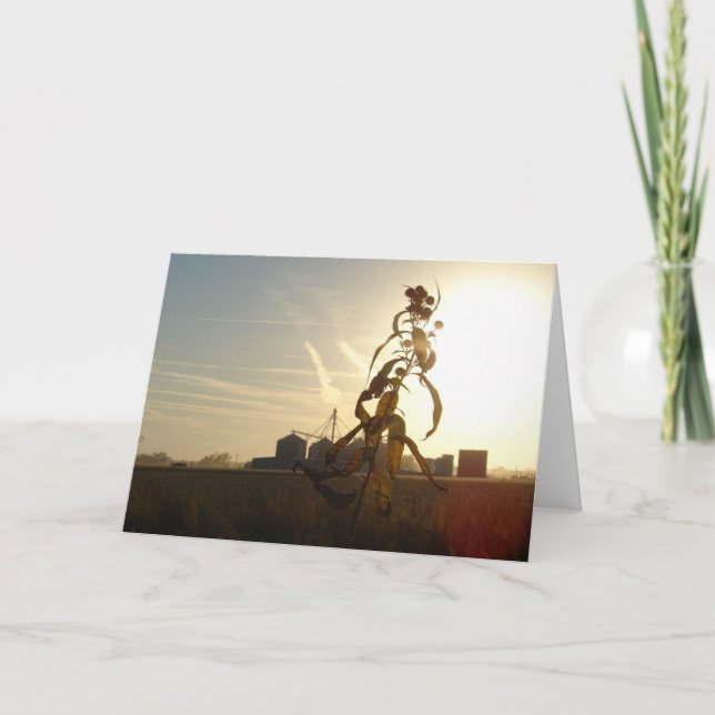 Tarjeta Atardecer en el sol matutino, Iowa (Anverso)