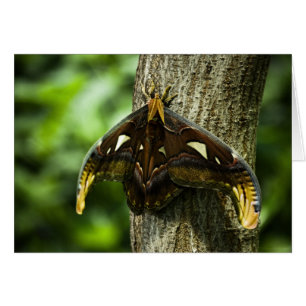 Tarjeta Atlas Attacus