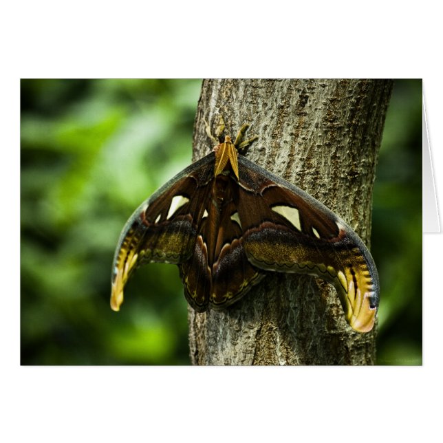 Tarjeta Atlas Attacus (Anverso (Horizontal))