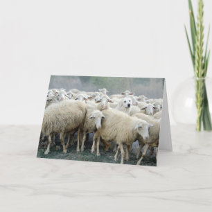 Tarjeta ¡Atrévete a ser diferente! Sheepdog diciendo ...