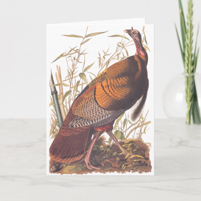 Tarjeta Audubon Wild Turkey (Anverso)