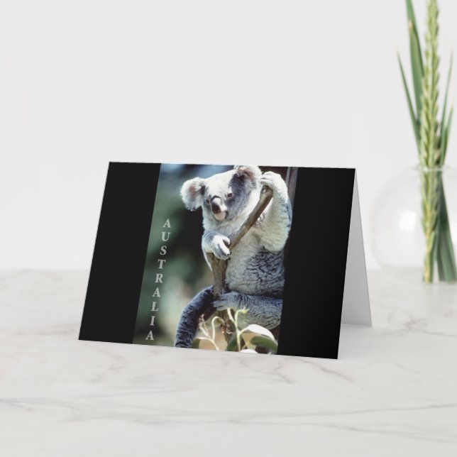 Tarjeta Australia Koala Bear (Anverso)