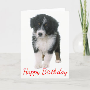 Tarjeta Australian Shepherd Happy Birthday Puppy Dog