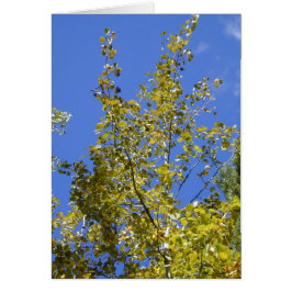 Tarjeta Autumn Aspen Leaves II
