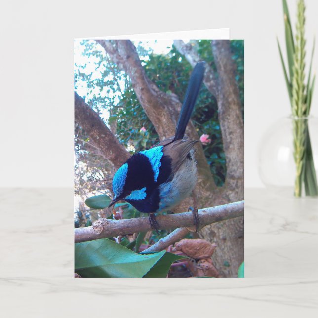 Tarjeta Ave australiana, Superb Fairy Wren. (Anverso)