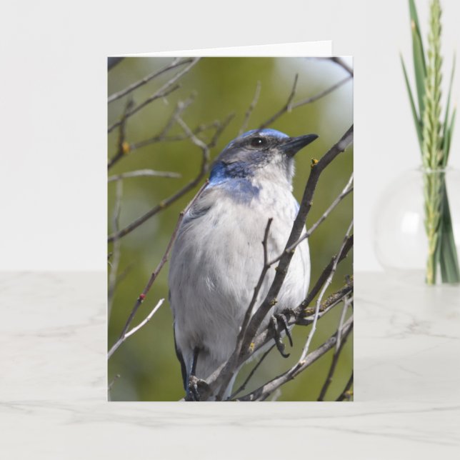 Tarjeta Ave azul en un árbol (Anverso)
