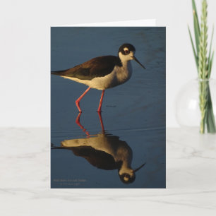 Tarjeta Ave costera Negro-Necked de las aves acuáticas del