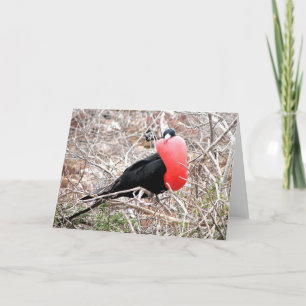 Tarjeta Ave fragata (Fragata) en las Galápagos de exhibici