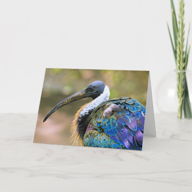 Tarjeta Ave Ibis (Anverso)