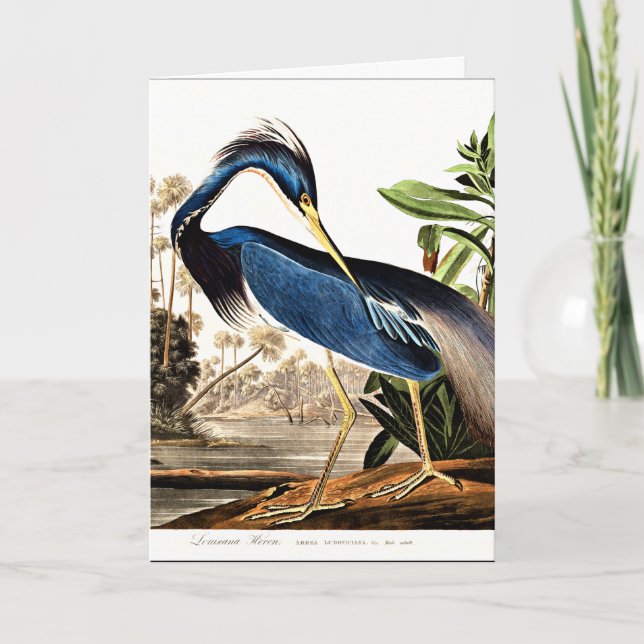 Tarjeta Ave - Louisiana Heron por John James Audubon (Anverso)