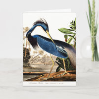 Ave - Louisiana Heron por John James Audubon