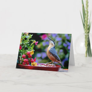 Tarjeta Ave nuthatch