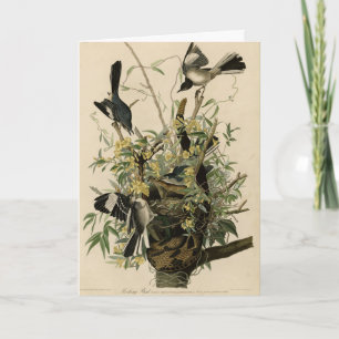 Tarjeta Ave que se burla del norte, pájaros de América de 