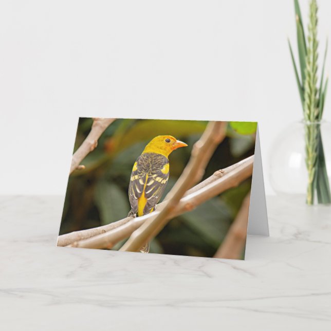 Tarjeta Ave Tanager Occidental (Anverso)