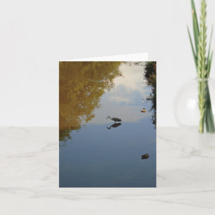 Tarjeta Aves acuáticas en Pollok Park, Glasgow