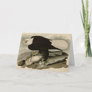 Tarjeta Aves Audubon de América con la cabeza blanca (águi