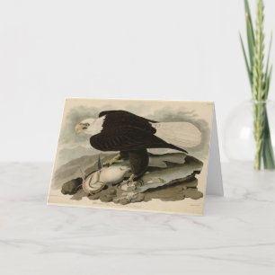 Tarjeta Aves Audubon de América con la cabeza blanca (águi