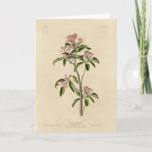 Tarjeta Aves Audubon del Kinglet de Cuvier