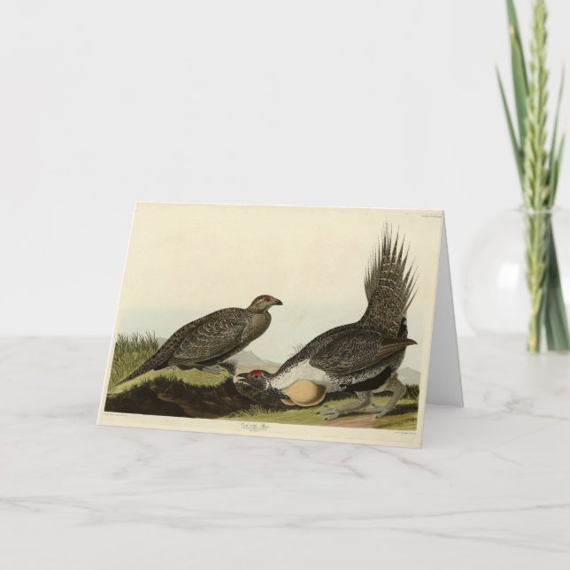 Tarjeta Aves Audubónicas de América (Anverso)