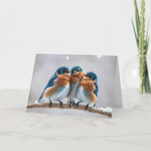 Tarjeta Aves azules de cumpleaños en una rama de invierno