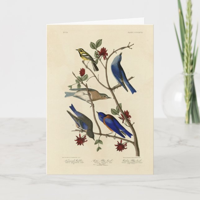 Tarjeta Aves azules y brujas, aves de América de Audubon (Anverso)