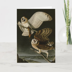 Tarjeta Aves de América de Adulto Búho (Tyto Alba)