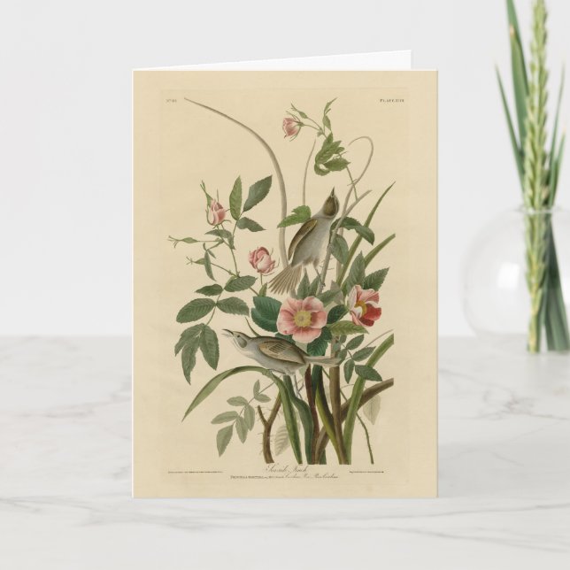 Tarjeta Aves de América de Audubon, Finch costera (Anverso)