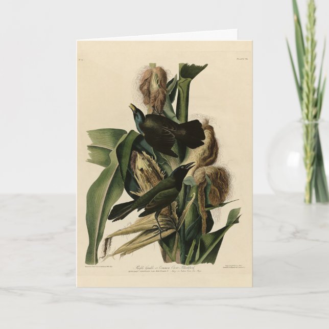 Tarjeta Aves de América de grulla morada (Grackle) Audubon (Anverso)