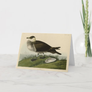 Tarjeta Aves de América de Jager (Pomarine Jaeger) Audubon