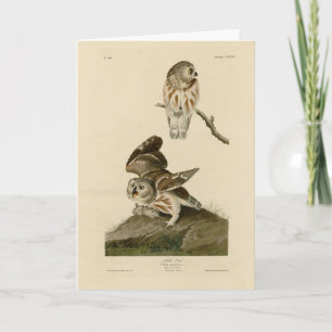 Tarjeta Aves de América de la lechuza pequeña (Saw-whet) A