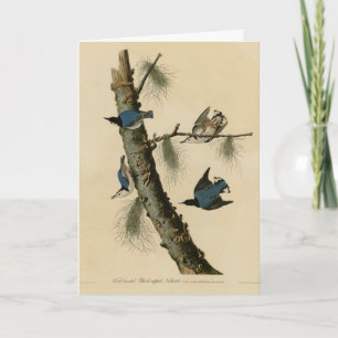 Tarjeta Aves de América de Nuthatch Audubon con pecho blan