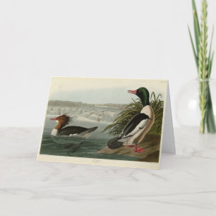 Tarjeta Aves de Audubon como Goosander (Mergador Común)