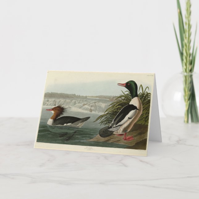 Tarjeta Aves de Audubon como Goosander (Mergador Común) (Anverso)