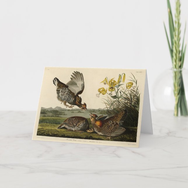 Tarjeta Aves de Estados Unidos de Audubon, un grupo aislad (Anverso)
