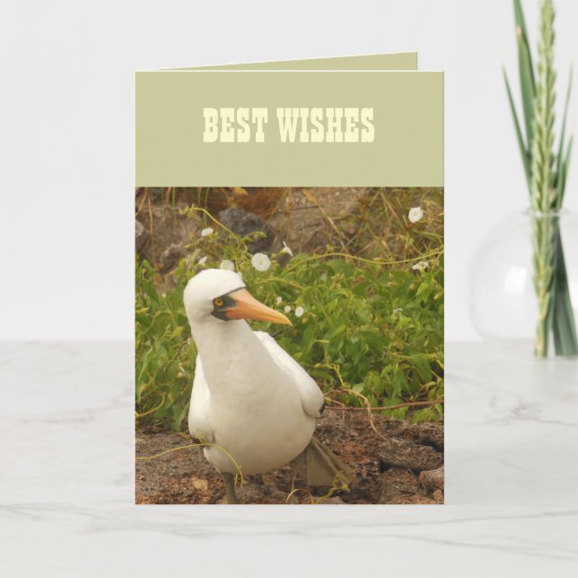 Tarjeta Aves de las Islas Galápagos>Cartas y Pegatinas (Anverso)
