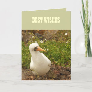 Tarjeta Aves de las Islas Galápagos>Cartas y Pegatinas