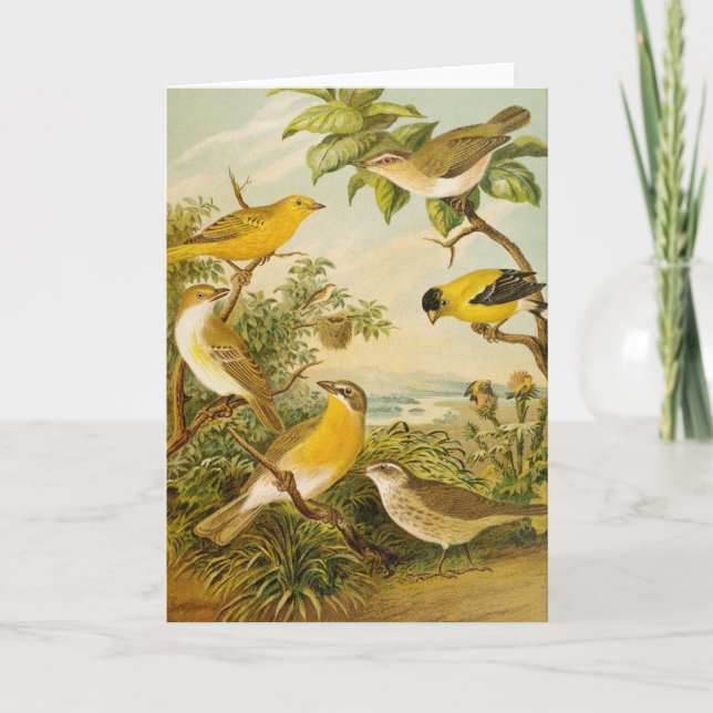 Tarjeta Aves de Norteamérica | Anton Goering (Anverso)