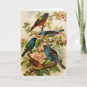 Tarjeta Aves de Norteamérica Gustav Mü tzel