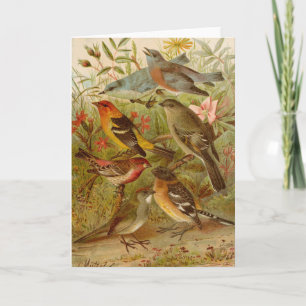 Tarjeta Aves de Norteamérica   Gustav Mü tzel
