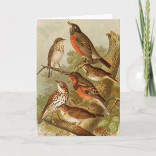Tarjeta Aves de Norteamérica   Gustav Mützel