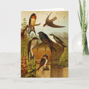 Tarjeta Aves de Norteamérica Gustav Mü tzel
