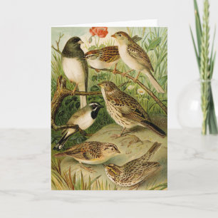 Tarjeta Aves de Norteamérica Gustav Mü tzel